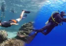 Key Differences Between Scuba Diving and Snorkeling for Beginners